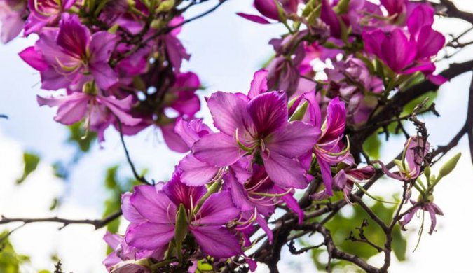 BOTANICAL GARDENS