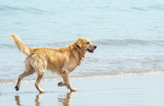 A Beach For You