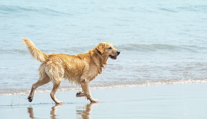 A Beach For You