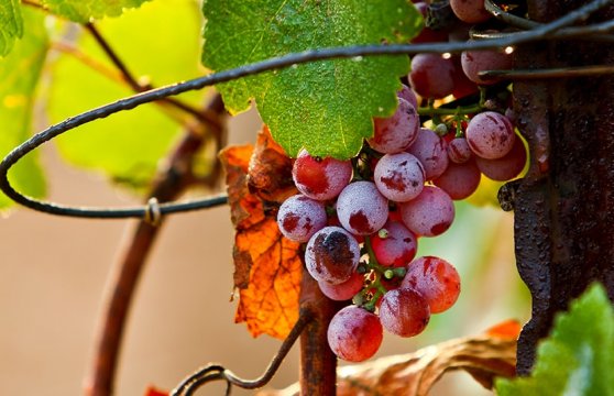 Wine Tours