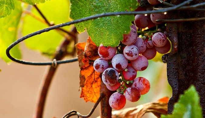 Wine Tours
