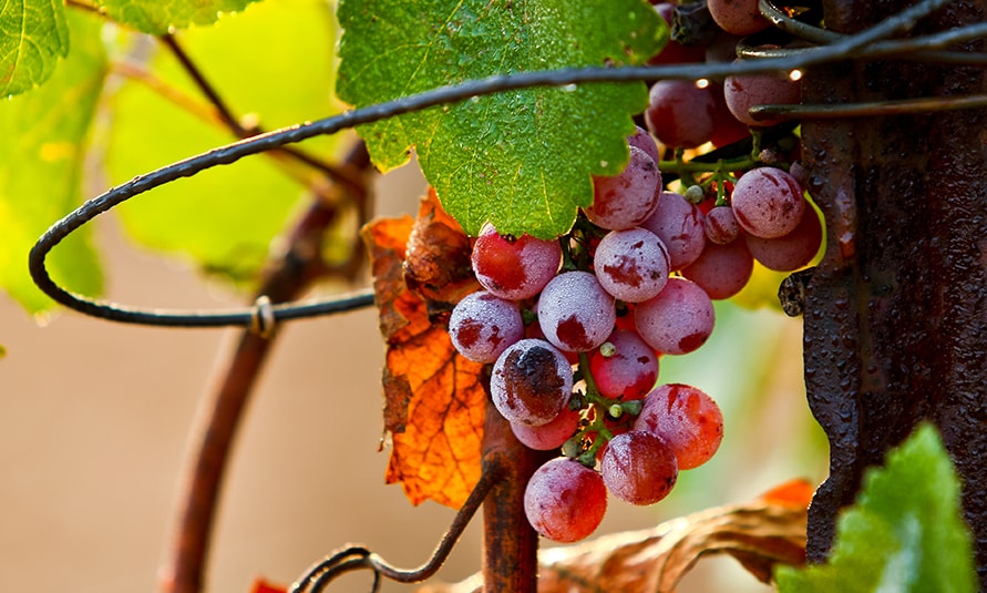 tel aviv wine